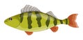 Yellow perch Royalty Free Stock Photo