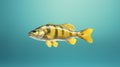Yellow Perch Royalty Free Stock Photo