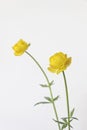 Yellow persian buttercup flower on white background Royalty Free Stock Photo
