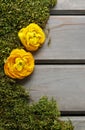 Yellow persian buttercup flowers (ranunculus) on moss. Wooden ba Royalty Free Stock Photo