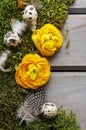 Yellow persian buttercup flowers (ranunculus) on moss. Royalty Free Stock Photo