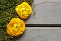 Yellow persian buttercup flowers (ranunculus) on moss Royalty Free Stock Photo