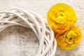 Yellow persian buttercup flowers (ranunculus) on wooden background. Royalty Free Stock Photo