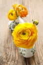 Yellow persian buttercup flowers (ranunculus) on wooden background. Royalty Free Stock Photo