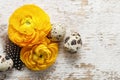 Yellow persian buttercup flowers (ranunculus) on wooden background. Royalty Free Stock Photo