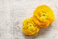 Yellow persian buttercup flowers (ranunculus) on wooden background. Royalty Free Stock Photo