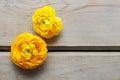 Yellow persian buttercup flowers (ranunculus) Royalty Free Stock Photo