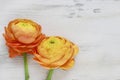 Yellow persian buttercup flowers (ranunculus) on wooden background Royalty Free Stock Photo