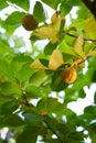 Yellow persimmon hangs on a branch among leaves in sunshine. Bottom view Royalty Free Stock Photo