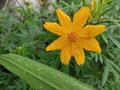 Yellow Peruvian Lily Beautiful flower Royalty Free Stock Photo