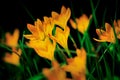 Three Little Yellow Beauties during the Spring Royalty Free Stock Photo