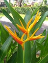 yellow petal flower in asia garden rainforest flower background