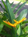 yellow petal flower in asia garden rainforest flower background