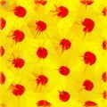 Yellow red daisy abstract flower background Royalty Free Stock Photo