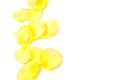 Yellow petals Royalty Free Stock Photo