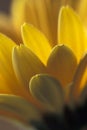 Yellow petals Royalty Free Stock Photo