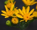 Yellow Petals and Buds of Arizona Wildflowers