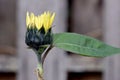 Sunflower Green Bracts with Leaf 03 Royalty Free Stock Photo