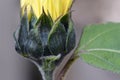 Sunflower Bud Macro 01 Royalty Free Stock Photo