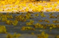 Yellow petals flower falling from Large Leopard tree to ground Royalty Free Stock Photo