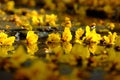 Yellow petals flower falling from Large Leopard tree to ground Royalty Free Stock Photo