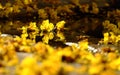 Yellow petals flower falling from Large Leopard tree to ground Royalty Free Stock Photo