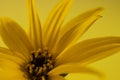 Yellow petals of Gerbera flower macro photography on yellow background, macro. Royalty Free Stock Photo