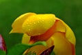 Close up of yellow flower Allamanda cathartica in green background Royalty Free Stock Photo