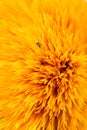 Yellow petals on the head of a terry sunflower Royalty Free Stock Photo