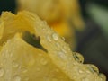 Yellow petals of iris flower covered with water drops. After rain or watering Royalty Free Stock Photo