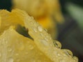 Yellow petals of iris flower covered with water drops. After rain or watering Royalty Free Stock Photo