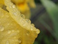 Yellow petals of iris flower covered with water drops. After rain or watering Royalty Free Stock Photo