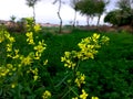 yellow petals with lush green grass