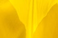 Yellow petals Royalty Free Stock Photo