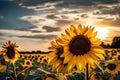 yellow petals off a sunflower as the sun sets