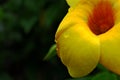 Close up of yellow flower Allamanda cathartica Royalty Free Stock Photo
