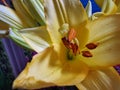 Yellow petals. Stamens and Pistil macrophotography. Lily bloom.