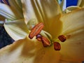 Yellow petals. Stamens and Pistil macrophotography. Lily blossom.