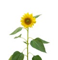 Yellow petals of Sunflower blooming on stem and green leaves isolated on white background, die cut with clipping path Royalty Free Stock Photo