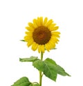 Yellow petals of Sunflower blooming on stem and green leaves isolated on white background, die cut with clipping path Royalty Free Stock Photo