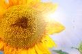 A yellow Sunflower is blooming on  sunny  sky background, closeup photo Royalty Free Stock Photo