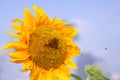 Sunflower blooming under sunny sky background, closeup photo Royalty Free Stock Photo