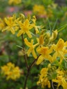 Yellow petals of tender lilies growing on a high stem. Beautiful flowers decorations for any bouquet.