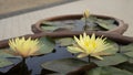 Yellow petals of waterlily flower booming on green leaf in water pot Royalty Free Stock Photo