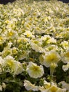 Yellow petunia Royalty Free Stock Photo