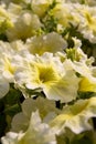 Yellow petunia Royalty Free Stock Photo