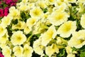 Yellow petunia Royalty Free Stock Photo