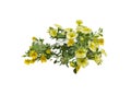 Yellow petunia flowers Royalty Free Stock Photo