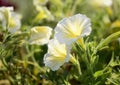 Yellow petunia flowers in the Morning Royalty Free Stock Photo