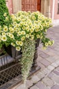 Yellow petunia flowers Royalty Free Stock Photo